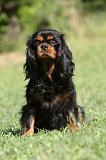 CAVALIER KING CHARLES 584